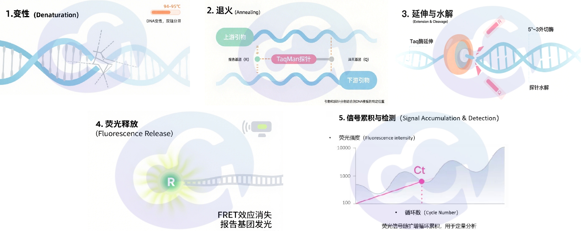 支原体“无处遁形”,荧光探针法qPCR检测试剂盒全新就位 - 上海蓝基生物科技有限公司